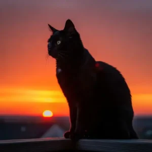 Black Cat  PFP