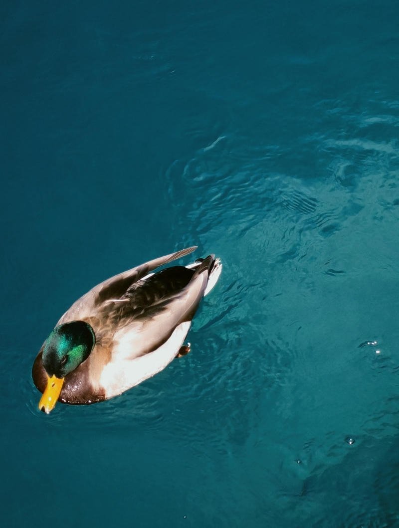 Ocean PFP