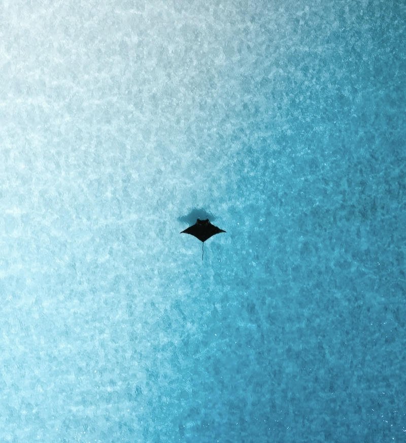 Ocean PFP