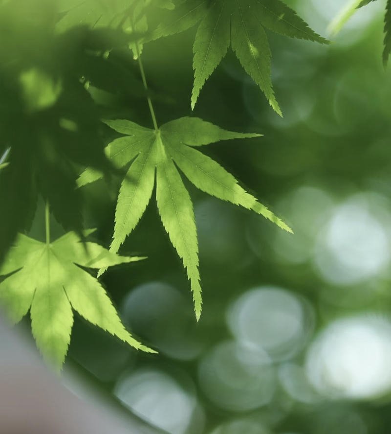 Nature PFP