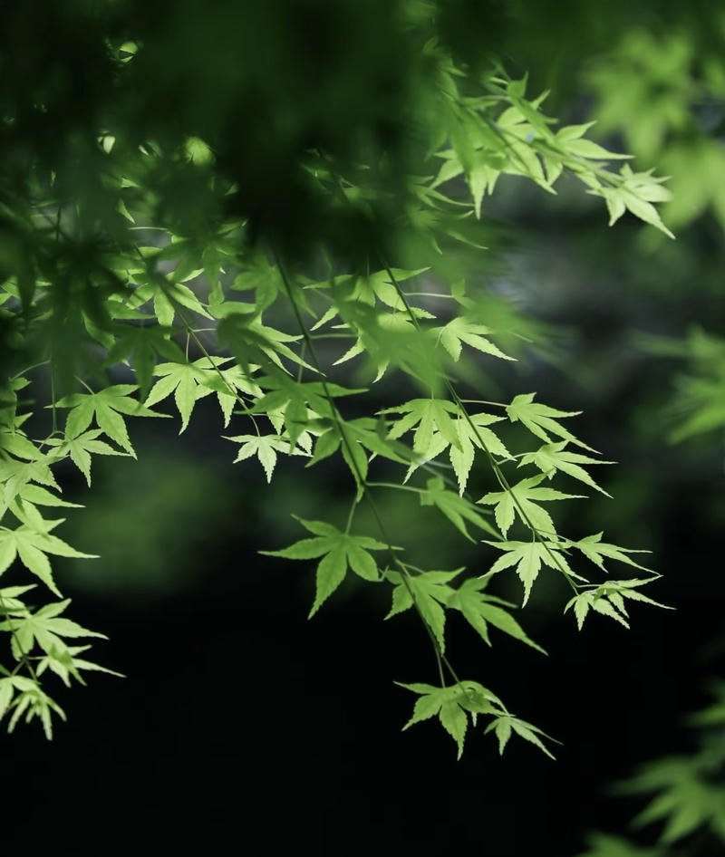 Nature PFP