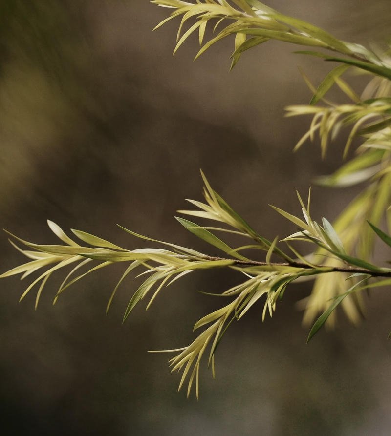 Nature PFP