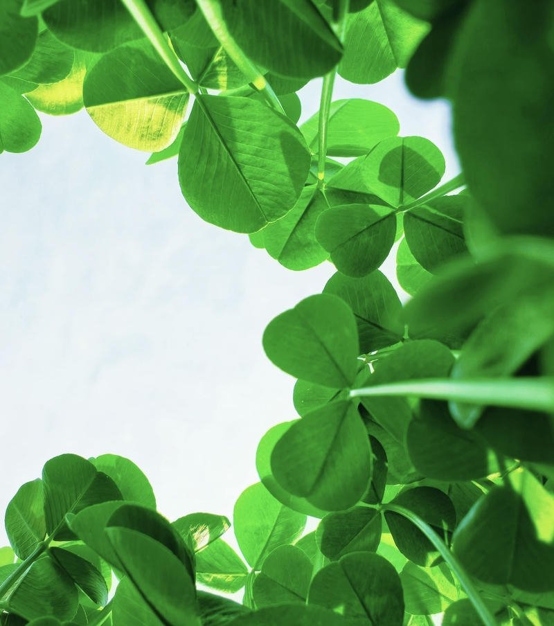 Nature PFP