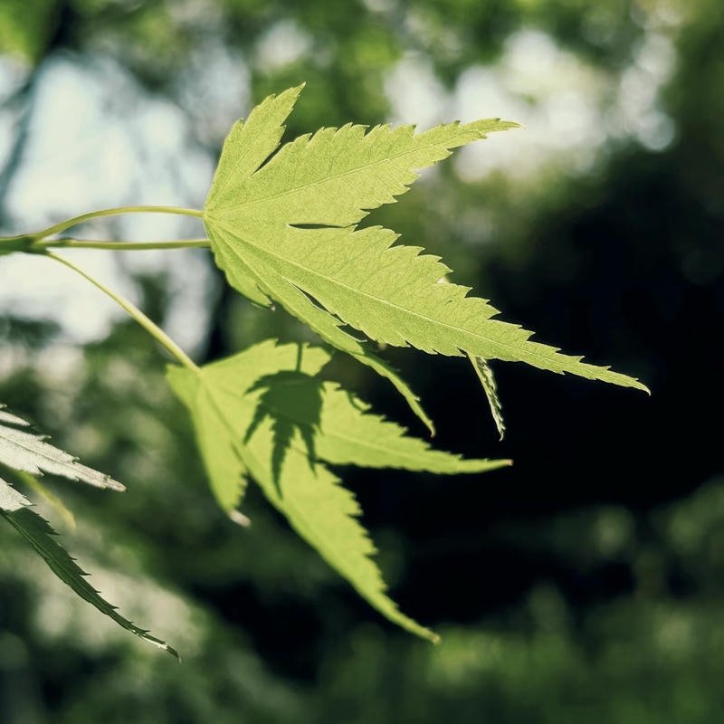 Nature PFP