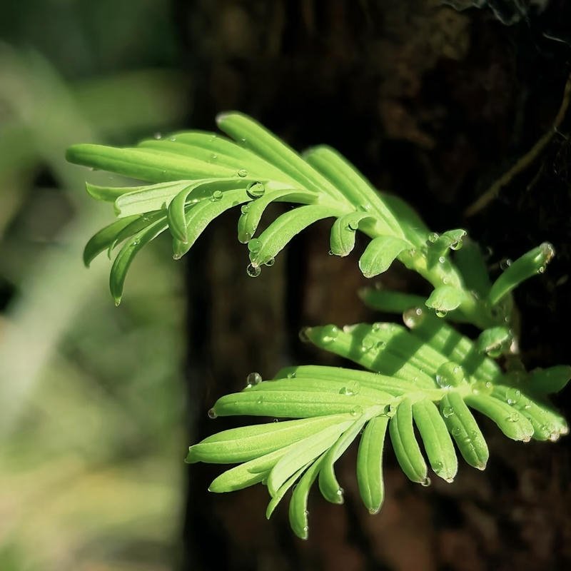 Nature PFP