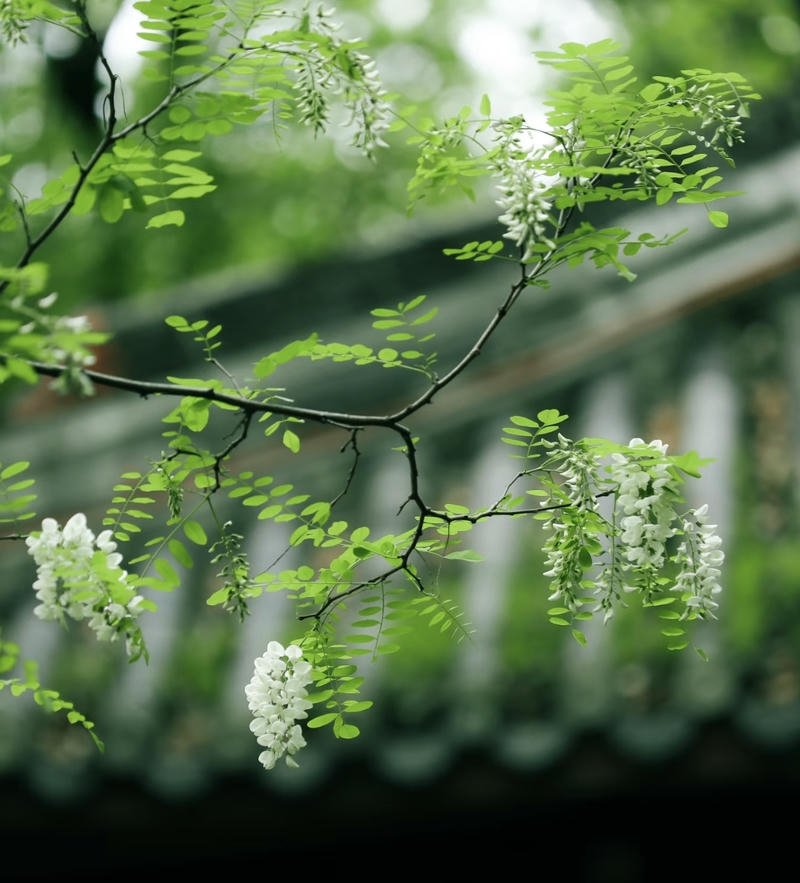 Soft nature PFPs