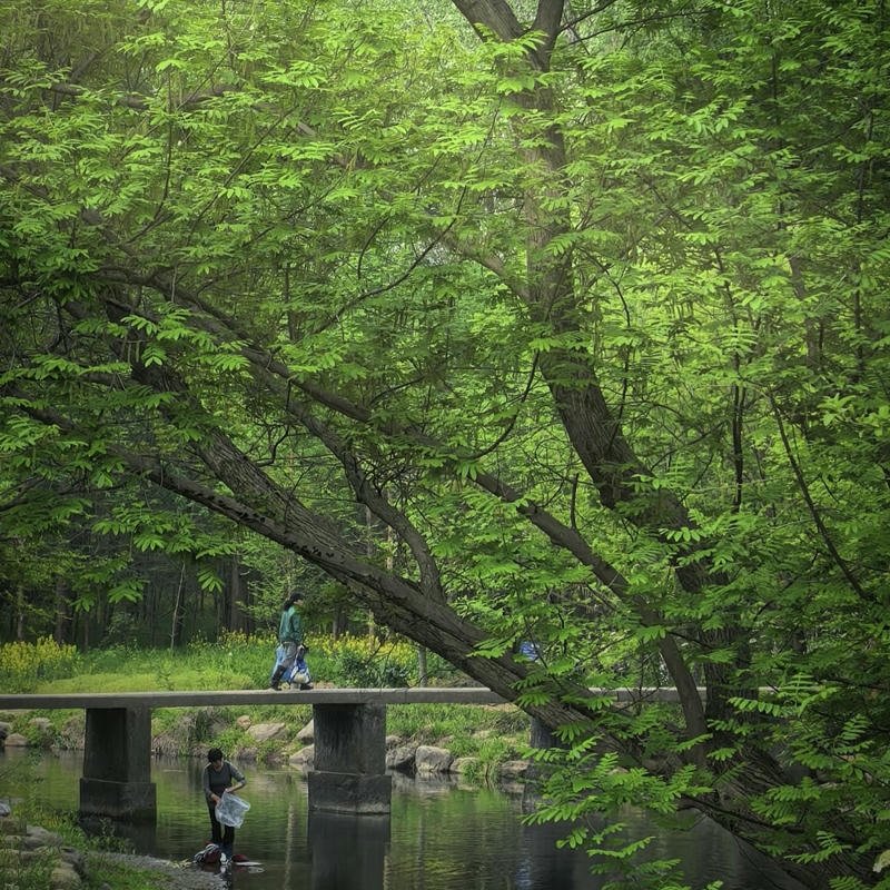 Soft nature PFPs