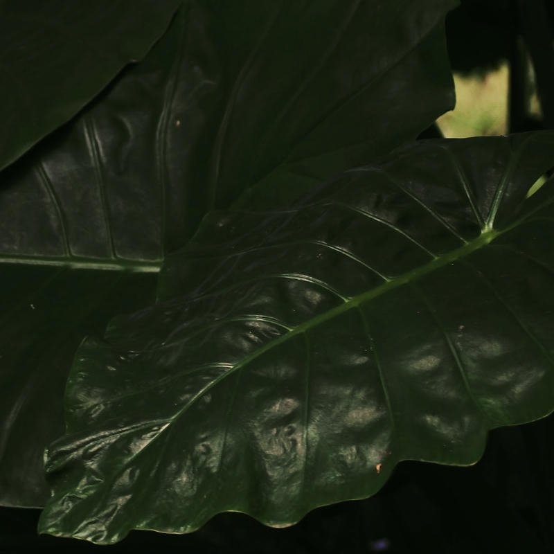 Soft nature PFPs