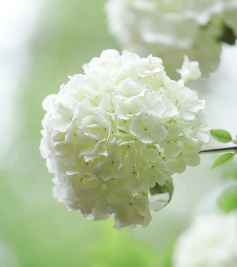Soft nature PFPs