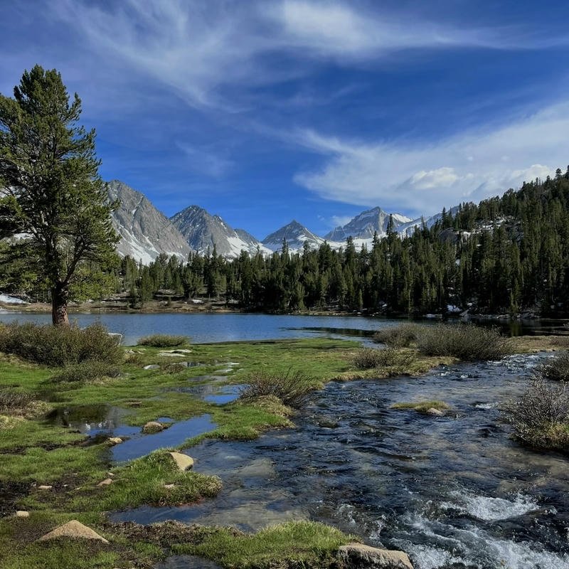 Soft nature PFPs