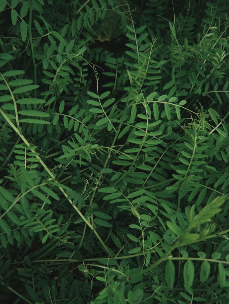 Soft nature PFPs