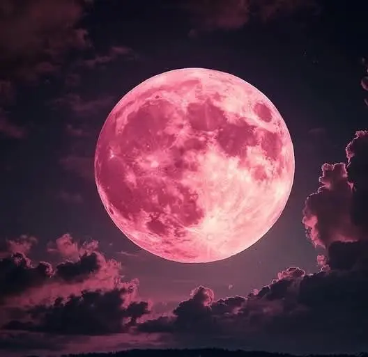 Enhypen Pink Moon PFP