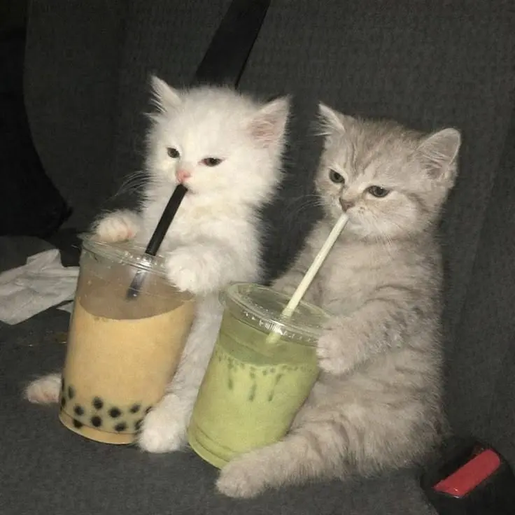 Aesthetic Cute Cat Matching PFP