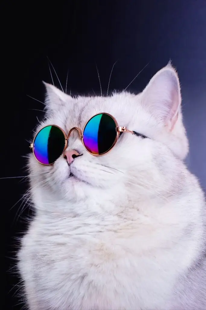 Cute Cat PFP HD