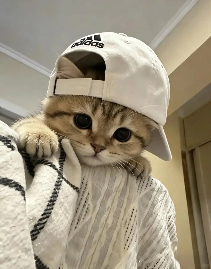 Cute Cat PFP Pinterest